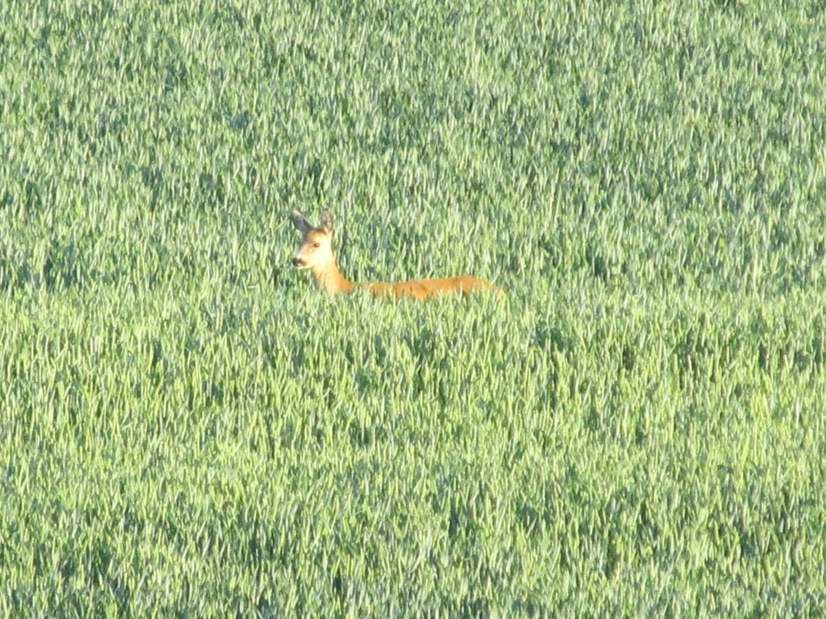 Zum Wiesengrund Im Oderbruch Altglietzen Extérieur photo